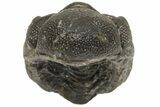 Wide, Enrolled Morocops Trilobite - Morocco #224226-3